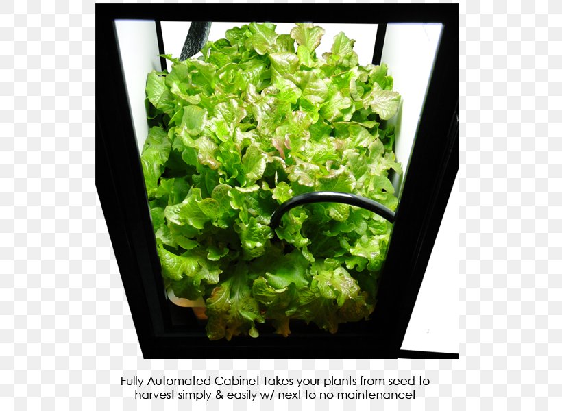 Hydroponics Grow Box Flowerpot Cabinetry Deep Water Culture, PNG, 650x600px, Hydroponics, Cabinetry, Closet, Compact Fluorescent Lamp, Crop Download Free