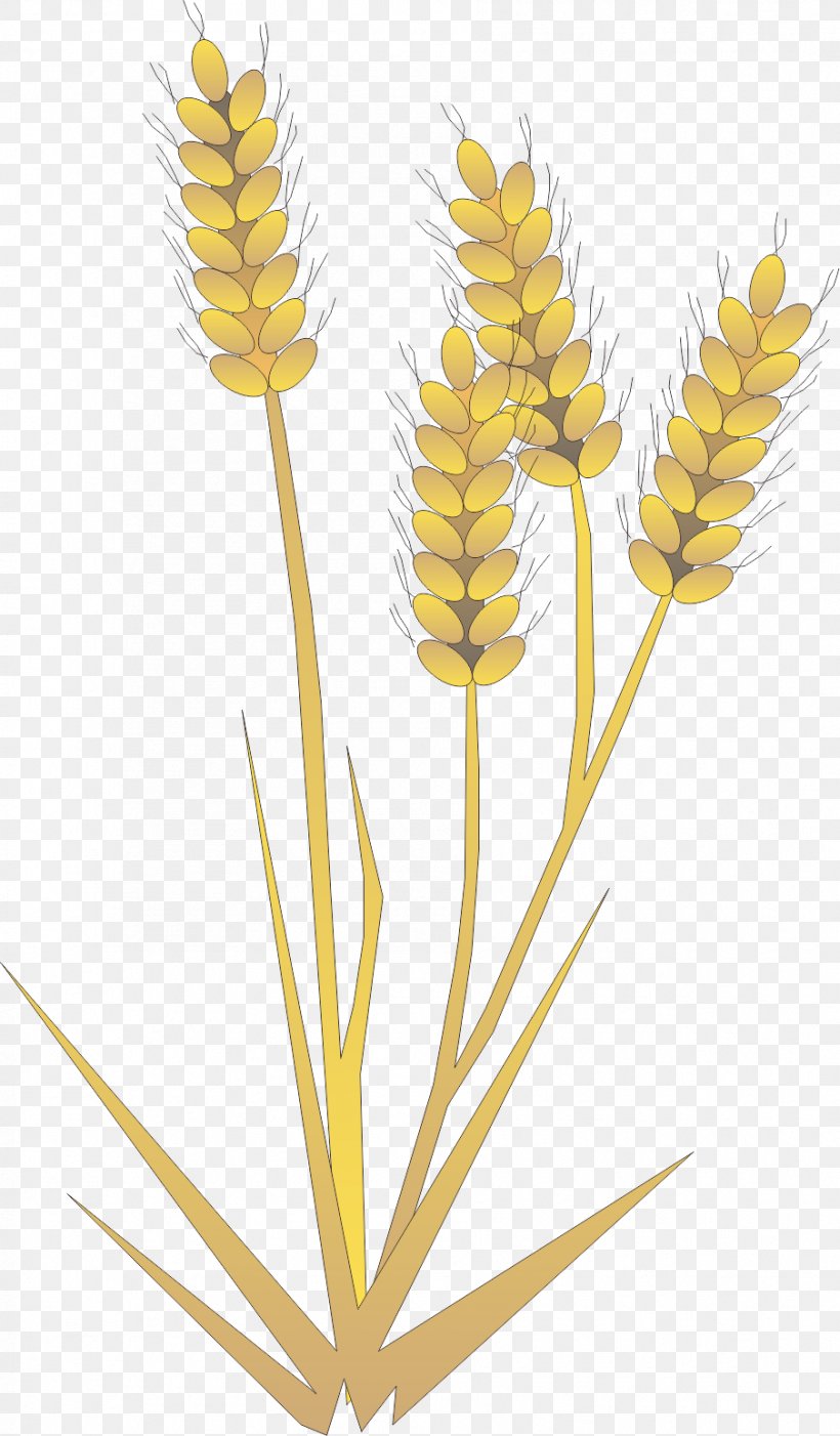 Rice Gadu Barley Paddy Field, PNG, 904x1546px, Rice Gadu, Barley, Cereal, Commodity, Designer Download Free