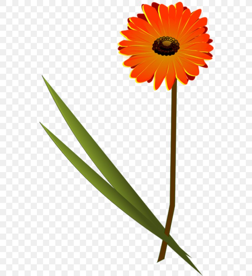 Transvaal Daisy Common Daisy Clip Art, PNG, 582x898px, Transvaal Daisy, Common Daisy, Cut Flowers, Daisy, Daisy Family Download Free