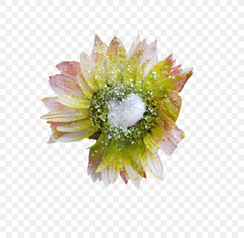 Transvaal Daisy Cut Flowers Chrysanthemum Lesser Cuckoo Violet, PNG, 800x800px, Transvaal Daisy, Chrysanthemum, Chrysanths, Coucou, Cut Flowers Download Free
