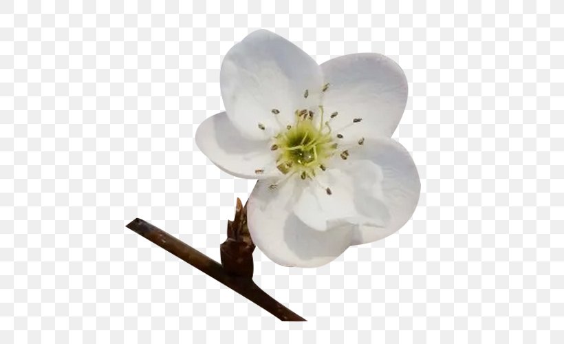 Blossom Petal Google Images Download, PNG, 600x500px, Blossom, Branch, Cherry Blossom, Flower, Flowering Plant Download Free