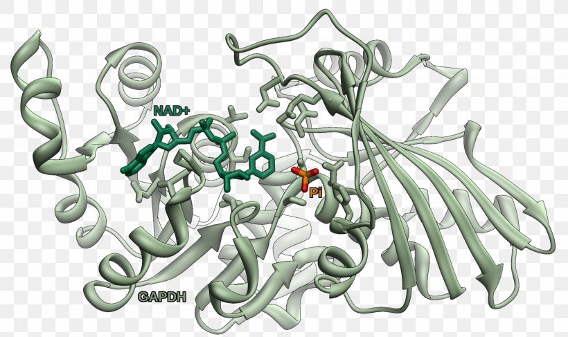 Glyceraldehyde 3-phosphate Dehydrogenase Enzyme Glycolysis, PNG, 1920x1141px, Enzyme, Active Site, Art, Catalysis, Citric Acid Cycle Download Free