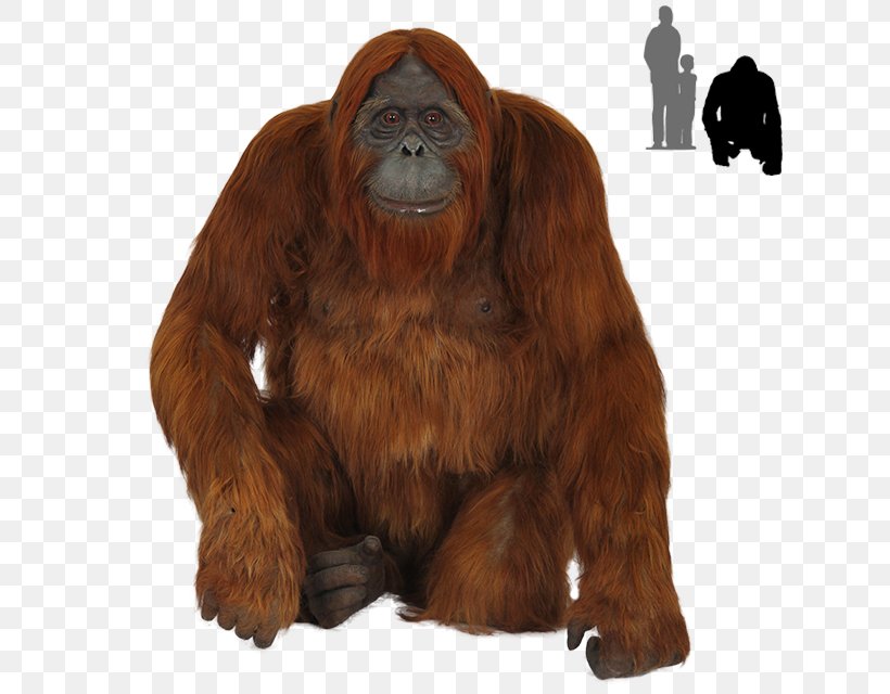 Orangutan Gorilla Chimpanzee, PNG, 640x640px, Bornean Orangutan, Chimpanzee, Drawing, Fruit, Fur Download Free