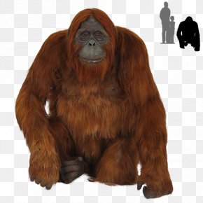 orangutan images orangutan transparent png free download orangutan images orangutan transparent