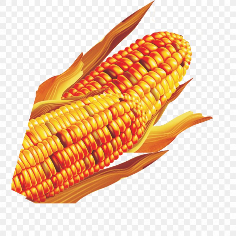 Corn On The Cob Maize, PNG, 1181x1181px, Corn On The Cob, Caryopsis, Commodity, Corn Kernel, Dish Download Free