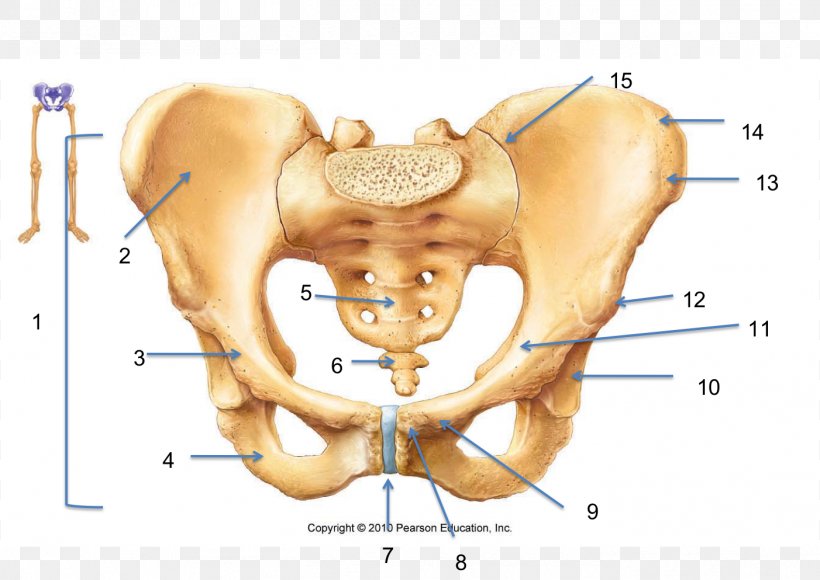 Hip Bone Pelvis Human Skeleton Anatomy, PNG, 1402x993px, Watercolor, Cartoon, Flower, Frame, Heart Download Free