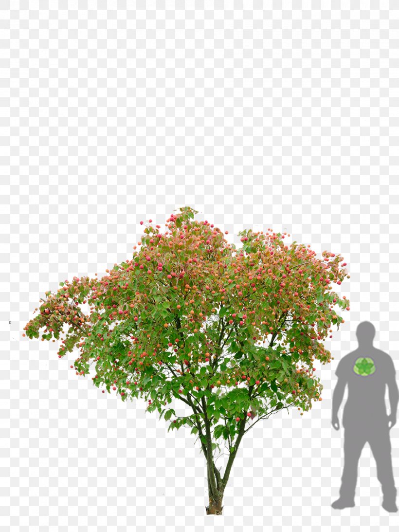 Kousa Dogwood Flowering Dogwood Shrub Tree Japanese Maple, PNG, 900x1200px, Kousa Dogwood, Autumn Leaf Color, Bougainvillea, Branch, Dogwood Download Free