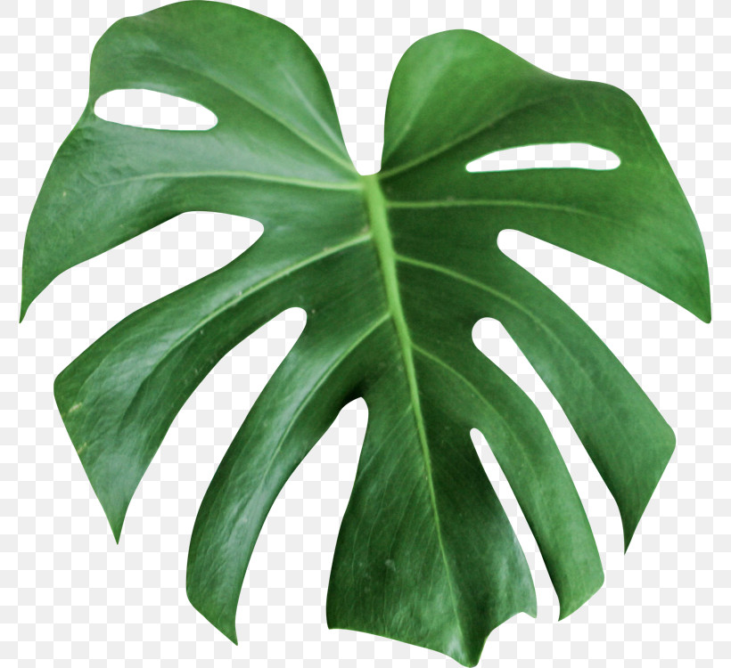 Leaf Monstera Deliciosa Green Plant Flower, PNG, 777x750px, Leaf, Alismatales, Anthurium, Arum Family, Flower Download Free