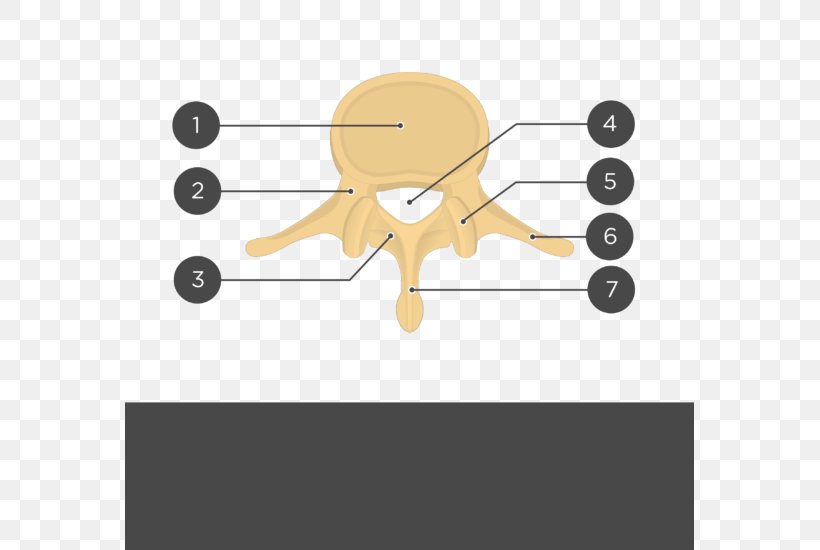 Lumbar Vertebrae Vertebral Column Joint Anatomy, PNG, 569x550px, Lumbar Vertebrae, Anatomy, Articular Processes, Bone, Cartoon Download Free