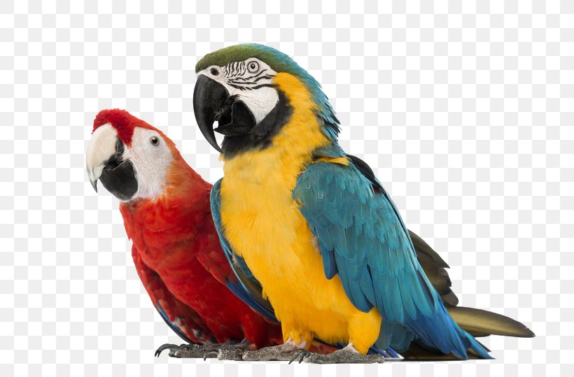 Parrot Blue-and-yellow Macaw Red-and-green Macaw Hyacinth Macaw, PNG, 800x539px, Parrot, Animal, Beak, Bird, Blueandyellow Macaw Download Free