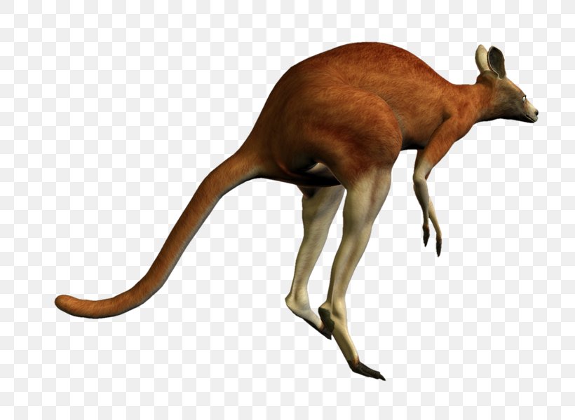 Red Kangaroo Macropodidae The Kangaroo, PNG, 800x600px, Kangaroo, Animal Figure, Fauna, Macropodidae, Mammal Download Free