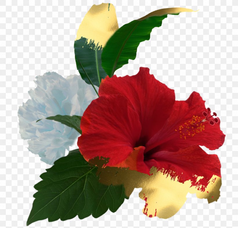 Shoeblackplant Roselle Growing Hibiscus Hawaiian Hibiscus, PNG, 851x815px, Shoeblackplant, Annual Plant, China Rose, Chinese Hibiscus, Flower Download Free