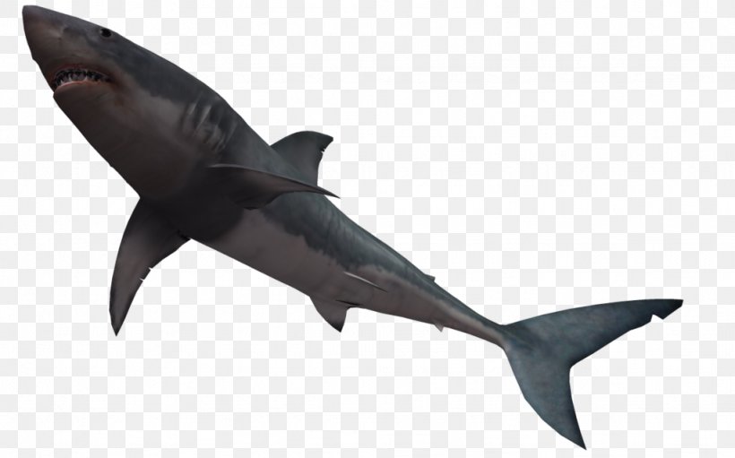 Bull Shark Great White Shark Clip Art, PNG, 1024x639px, Shark, Art, Bull Shark, Cartilaginous Fish, Dolphin Download Free