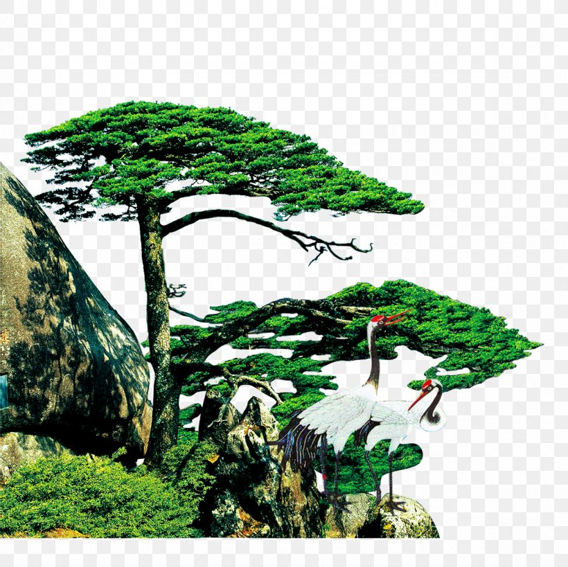 China Pine U677eu8102 Business Resin, PNG, 1181x1181px, China, Art, Biome, Bonsai, Business Download Free