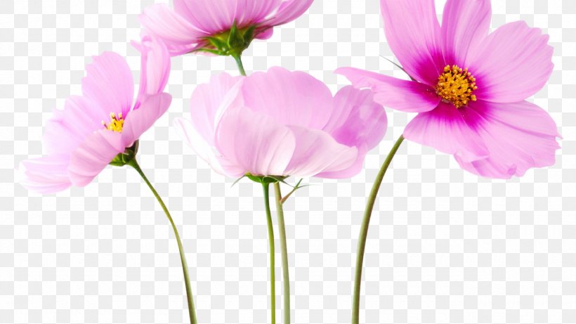 Flower Rose Clip Art, PNG, 1280x720px, Flower, Annual Plant, Color, Cosmos, Cut Flowers Download Free