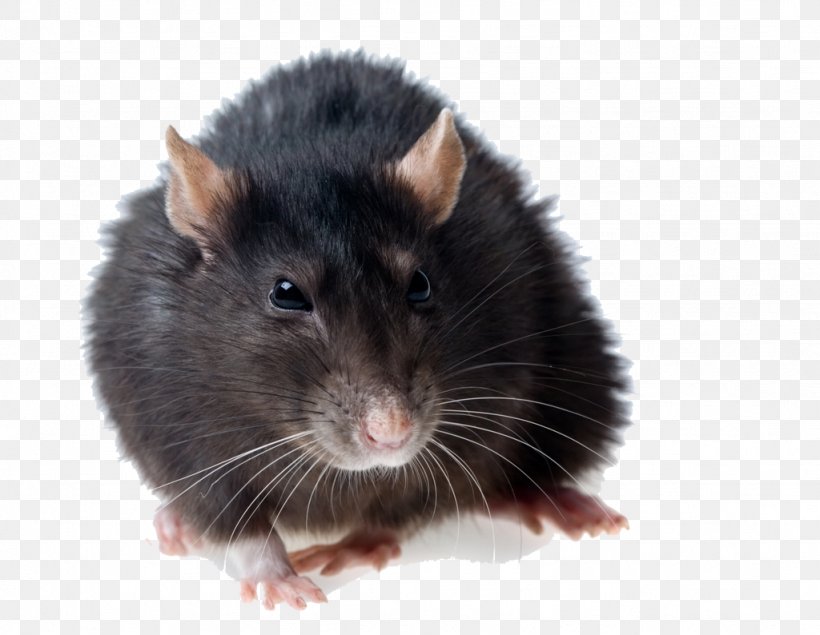 Hamster Background, PNG, 1024x794px, Brown Rat, Black, Black Rat, Gerbil, Hamster Download Free