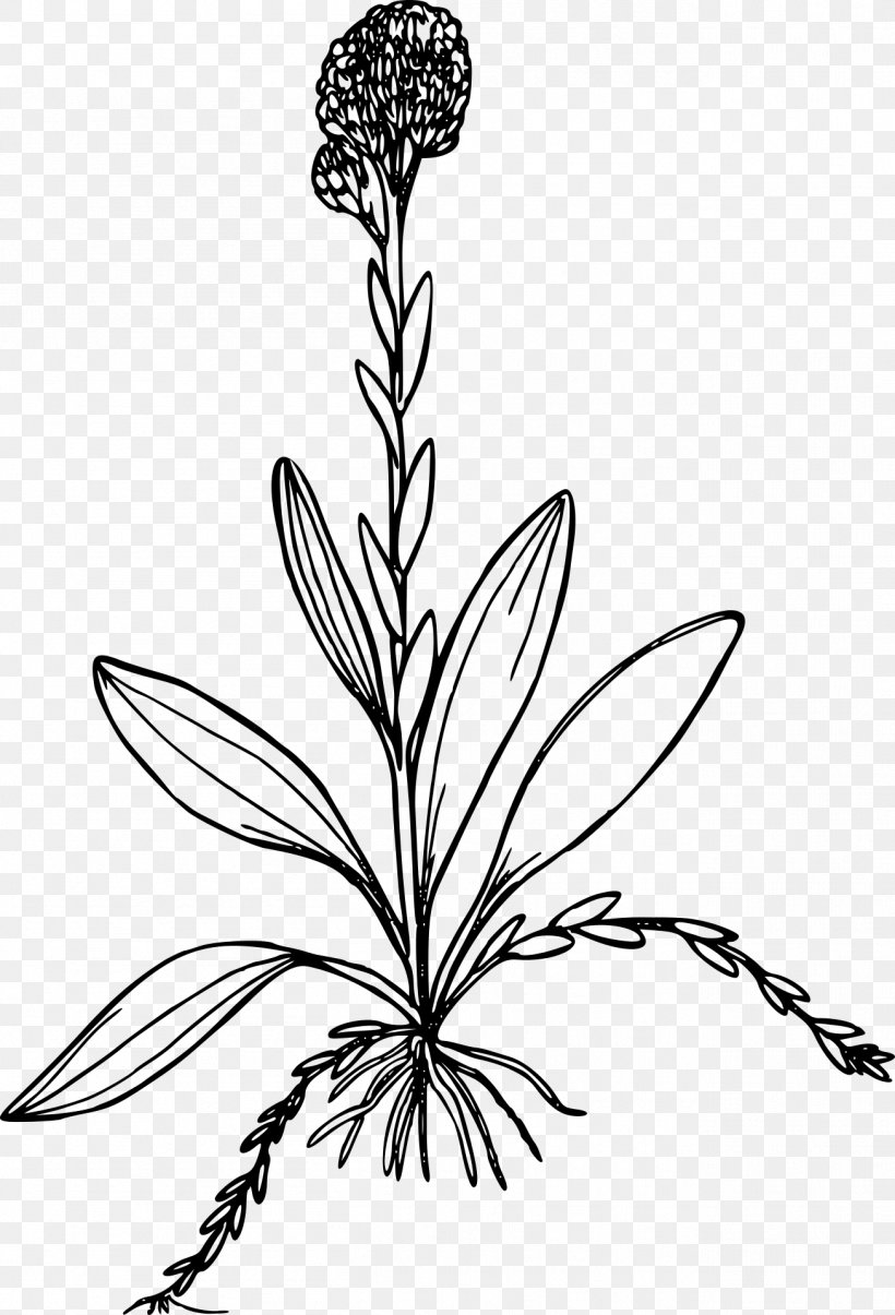 Line Art Drawing Clip Art, PNG, 1306x1920px, Line Art, Artwork, Black And White, Branch, Drawing Download Free