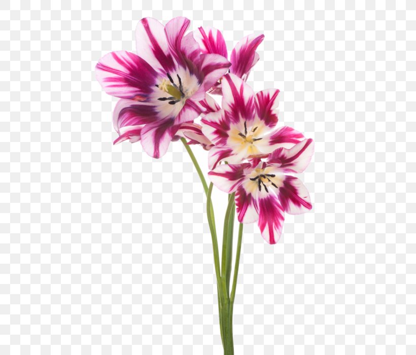 Alstroemeriaceae Cut Flowers Advertising Garden Centre, PNG, 467x700px, Watercolor, Cartoon, Flower, Frame, Heart Download Free