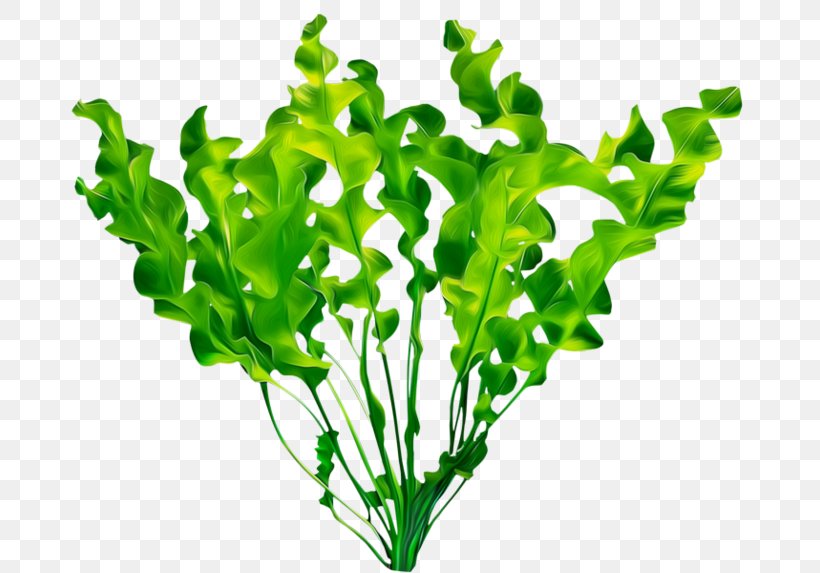Aquatic Plants Leaf, PNG, 699x573px, Aquatic Plants, Aquarium Decor, Chard, Dribbble, Grass Download Free