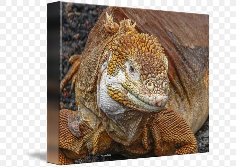 Common Iguanas Dragon Lizards Terrestrial Animal, PNG, 650x583px, Common Iguanas, Agama, Agamidae, Animal, Dragon Lizards Download Free