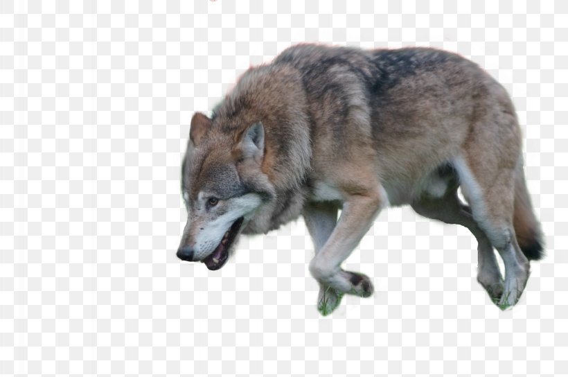Czechoslovakian Wolfdog Kunming Wolfdog Arctic Wolf Coyote, PNG ...