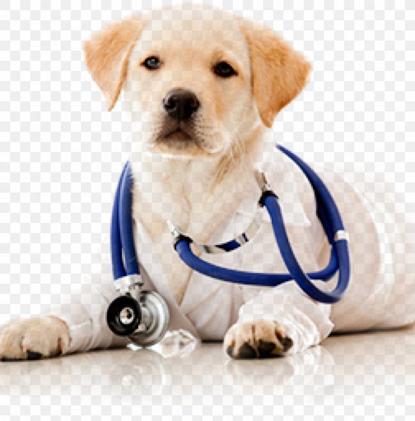 Dog Cat Veterinarian Surgery Clinique Vétérinaire, PNG, 991x1005px, Dog, Animal Shelter, Carnivoran, Cat, Clinic Download Free