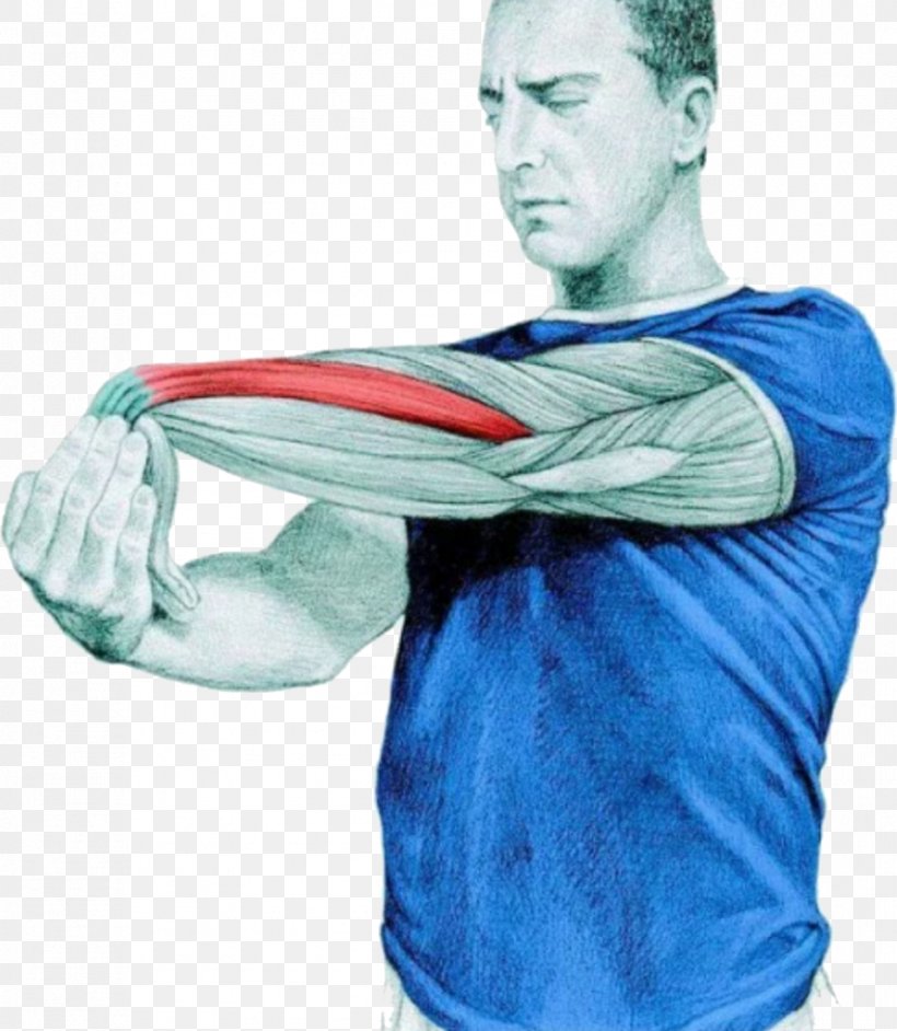 Stretching Anatomy Extensor Digitorum Muscle Forearm, PNG, 891x1024px, Stretching, Arm, Electric Blue, Exercise, Extensor Digitorum Muscle Download Free