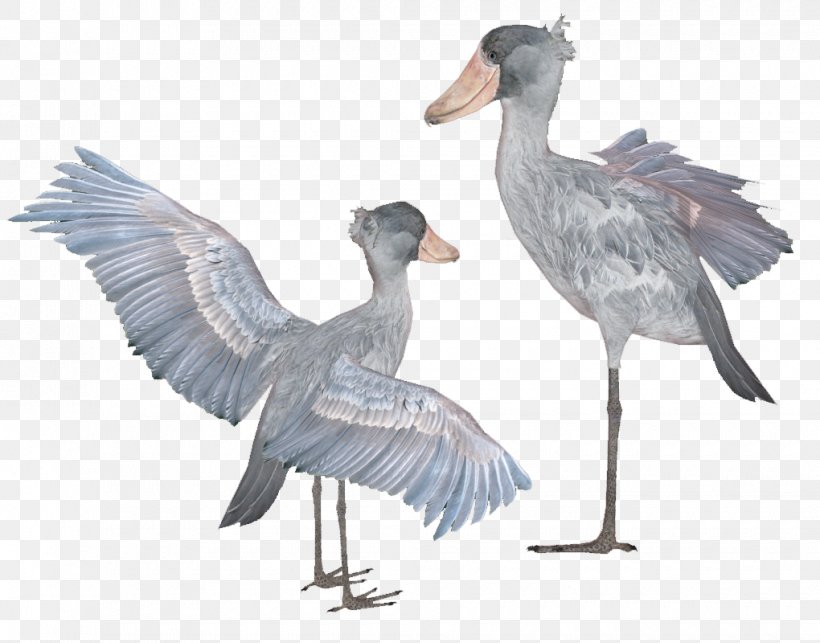 Zoo Tycoon 2 Shoebill Bird Beak, PNG, 1020x800px, Zoo Tycoon 2, Beak, Bird, Crane Like Bird, Ducks Geese And Swans Download Free