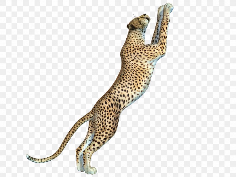 Cheetah Leopard Felinae, PNG, 2500x1875px, Cheetah, Acinonyx, Animal, Big Cat, Big Cats Download Free