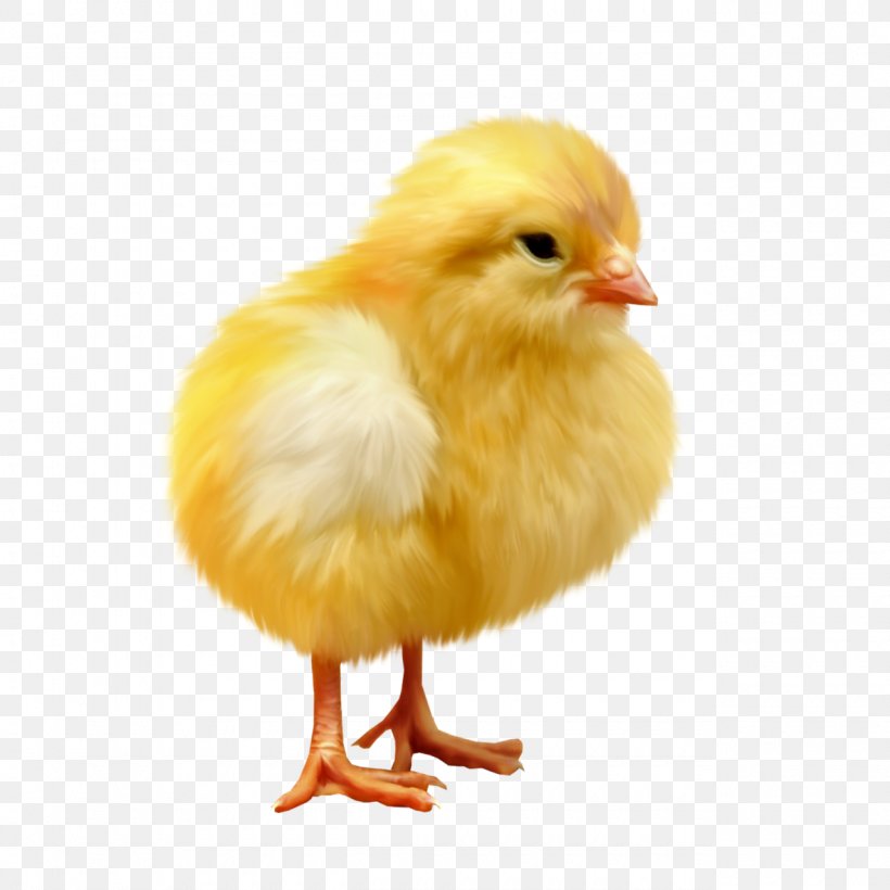 Chicken Easter Kifaranga, PNG, 1280x1280px, Chicken, Beak, Bird, Chick Sexing, Computer Download Free
