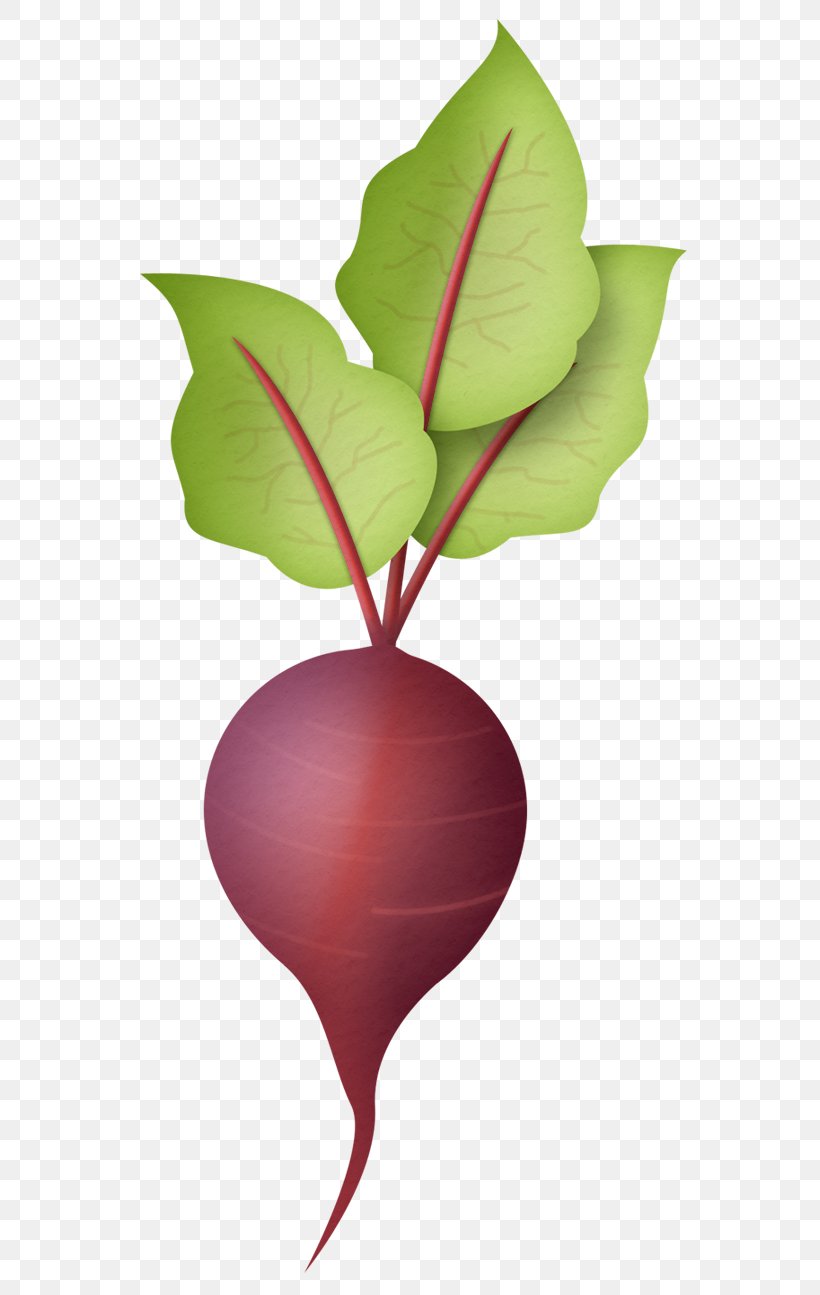 Daikon Black Spanish Radish Vegetable Clip Art, PNG, 576x1295px, Daikon, Black Spanish Radish, Can Stock Photo, Carrot, Flower Download Free