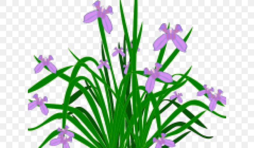 Flowers Background, PNG, 640x480px, Plants, Bearded Iris, Cut Flowers, Flower, Iris Download Free