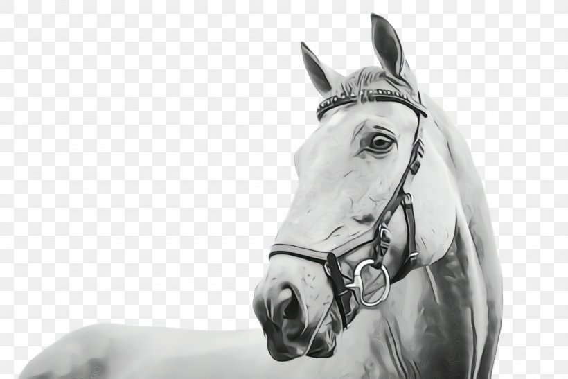 Horse Bridle White Halter Horse Tack, PNG, 2000x1336px, Watercolor, Blackandwhite, Bridle, Drawing, Halter Download Free