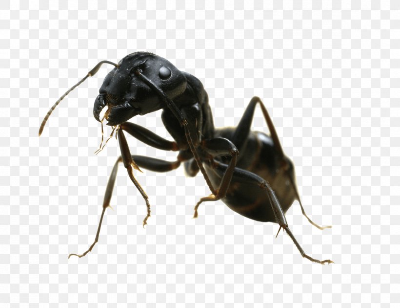 Black Garden Ant Termite Pest Control Nuptial Flight, PNG, 1186x912px, Ant, Arthropod, Black Garden Ant, Camponotus Herculeanus, Carpenter Ant Download Free