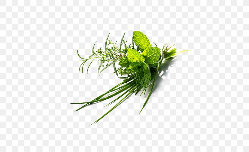 Herb Plant Flat-leaved Vanilla Green, PNG, 500x500px, Herb, Chocolate, Flatleaved Vanilla, Flavor, Floral Design Download Free