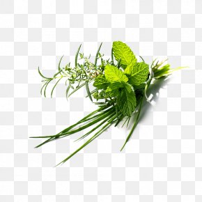 Plant Herbs - Herb Plant Flat-leaved Vanilla Green PNG