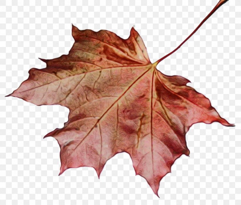 Maple Leaf, PNG, 1350x1150px, Watercolor, Autumn, Beech, Black Maple, Black Oak Download Free