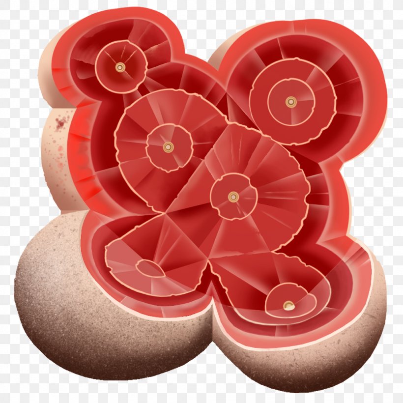 Cut Flowers Petal, PNG, 1024x1024px, Flower, Cut Flowers, Peach, Petal Download Free