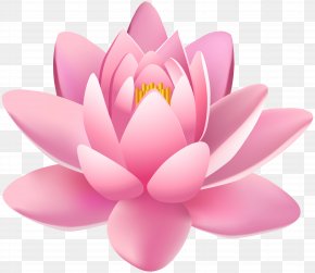 Massage Lotus Flower Images Massage Lotus Flower Transparent Png