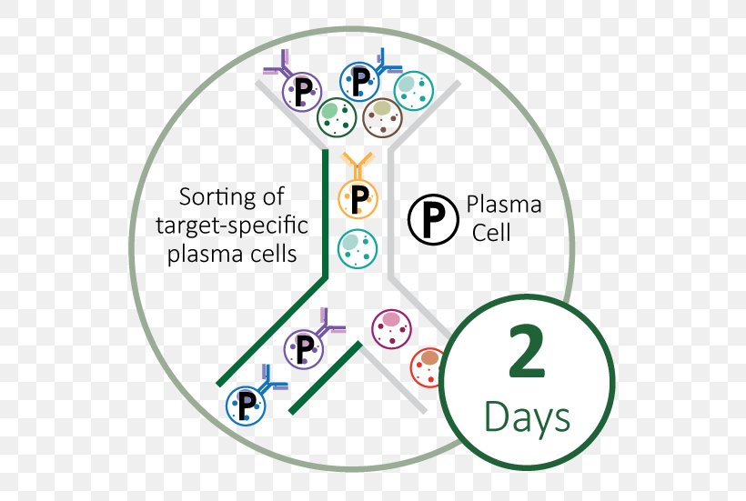Plasma Cell Monoclonal Antibody Blood Plasma Technology, PNG, 550x551px, Plasma Cell, Antibody, Area, Blood Plasma, Brand Download Free