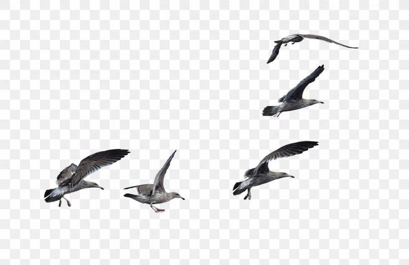 A Flock Of Seagulls Bird European Herring Gull A Flock Of Seagulls, PNG, 2531x1644px, Gulls, Animal Migration, Beak, Bird, Bird Flight Download Free