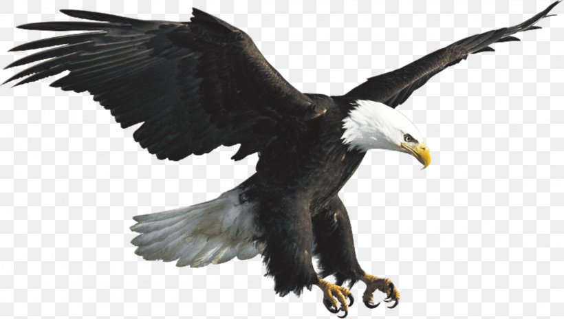 Bald Eagle Steppe Eagle Falconiformes, PNG, 2290x1298px, Bald Eagle, Accipitriformes, Beak, Bird, Bird Of Prey Download Free