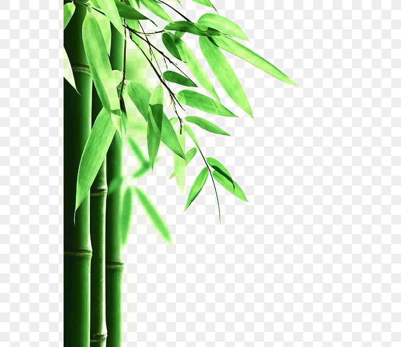 Bamboo Floor Mattress Protector Mattress Pad Phyllostachys Edulis, PNG, 559x711px, Bamboo, Bamboo Floor, Branch, Energy, Food Download Free