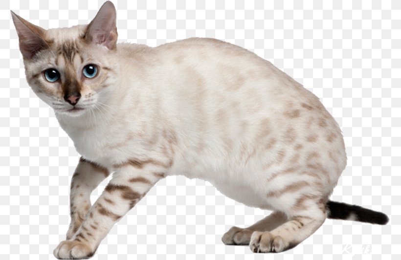 Bengal Cat Kitten Felidae Bengal Tiger Breed, PNG, 777x532px, Bengal Cat, American Wirehair, Asian, Australian Mist, Bengal Download Free