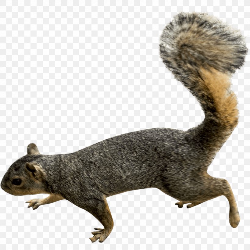 Fox Cartoon, PNG, 1800x1800px, Squirrel, Animal, Animal Figure, Eastern Gray Squirrel, Figurine Download Free