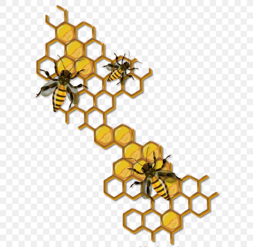 Honey Bee Beehive Drawing Maya, PNG, 624x800px, Bee, Beehive, Beekeeping, Body Jewelry, Drawing Download Free
