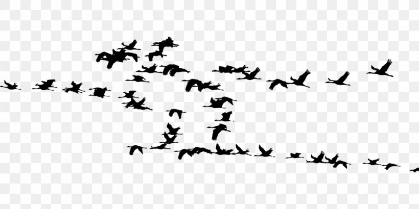 Il Risveglio Degli Europei Bird Migration Crane, PNG, 960x480px, Bird, Amazoncom, Animal Migration, Beak, Bird Migration Download Free