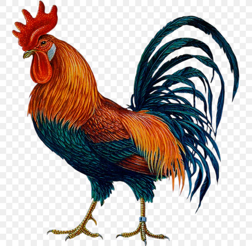 Rooster Chicken Symbol Chinese Zodiac, PNG, 743x800px, Rooster ...