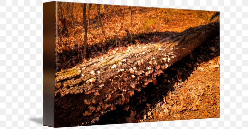 Wood Stain Soil Trunk Stock Photography, PNG, 650x428px, Wood, Photography, Rock, Soil, Stock Photography Download Free