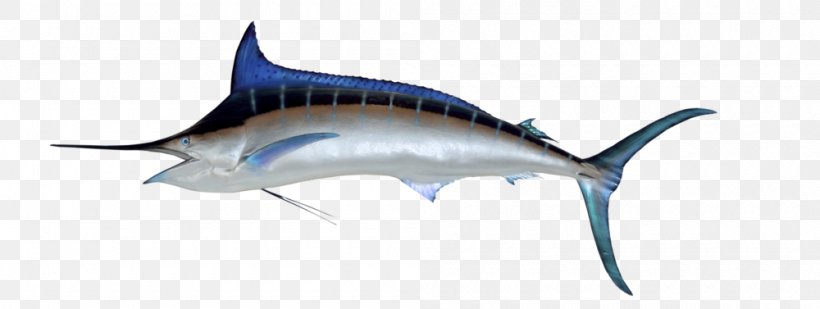 Atlantic Blue Marlin Black Marlin Marlin Fishing Sailfish White Marlin, PNG, 1000x377px, Atlantic Blue Marlin, Animal Figure, Billfish, Black Marlin, Bony Fish Download Free